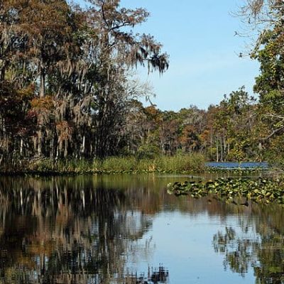 Calm Waters and Trees of the Suwannee River
