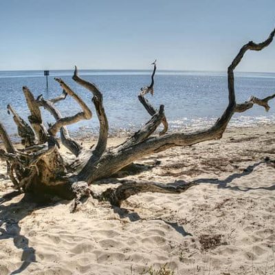 Driftwood on a Beach