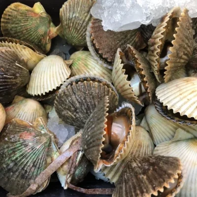 clams