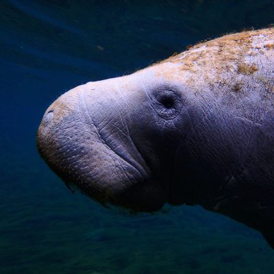 manatee-g02ae5907c_1280