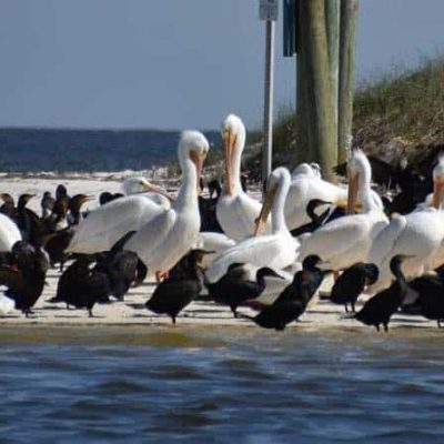 white pelicans and other birds